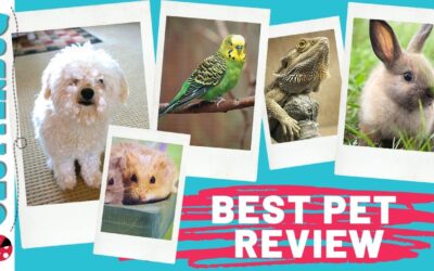 Story Time – Best Pet Review