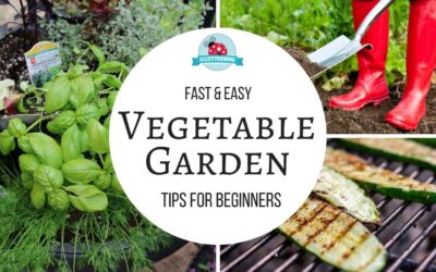 How to Grow a Vegetable Garden – Easy Tips for Beginners